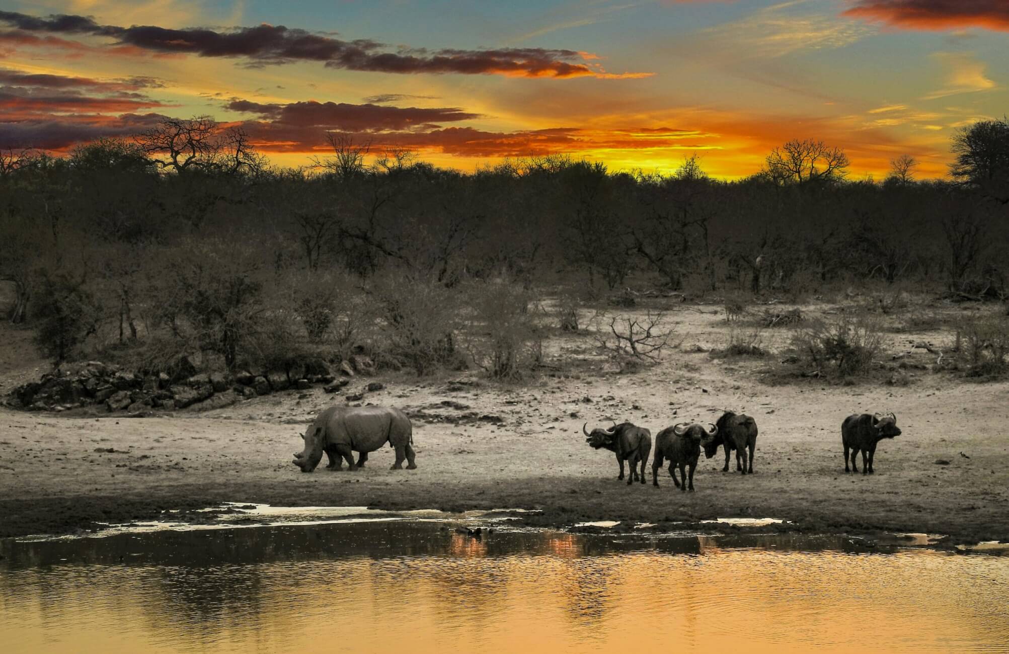 African wildlife in an open savannah landscape.
